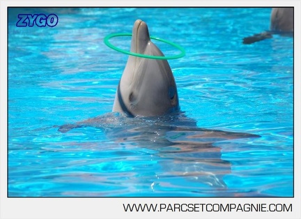 Marineland - Lagoon - Rencontre avec les dauphins - 6356