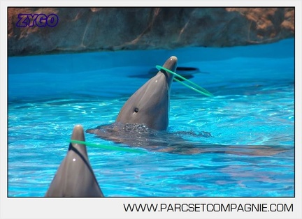 Marineland - Lagoon - Rencontre avec les dauphins - 6357