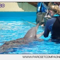 Marineland - Lagoon - Rencontre avec les dauphins - 6366