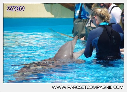 Marineland - Lagoon - Rencontre avec les dauphins - 6366