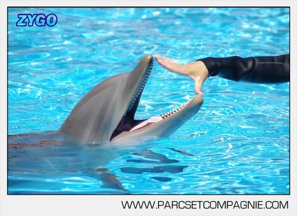 Marineland - Lagoon - Rencontre avec les dauphins - 6367