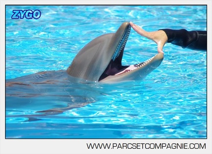 Marineland - Lagoon - Rencontre avec les dauphins - 6368