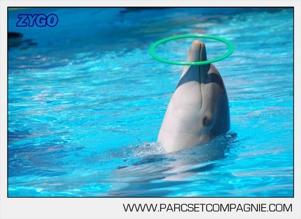 Marineland - Lagoon - Rencontre avec les dauphins - 6373
