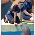 Marineland - Lagoon - Rencontre avec les dauphins - 6376