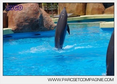 Marineland - Lagoon - Rencontre avec les dauphins - 6404
