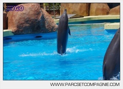 Marineland - Lagoon - Rencontre avec les dauphins - 6405