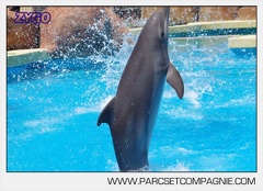 Marineland - Lagoon - Rencontre avec les dauphins - 6406
