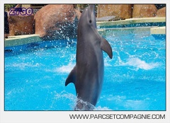 Marineland - Lagoon - Rencontre avec les dauphins - 6407