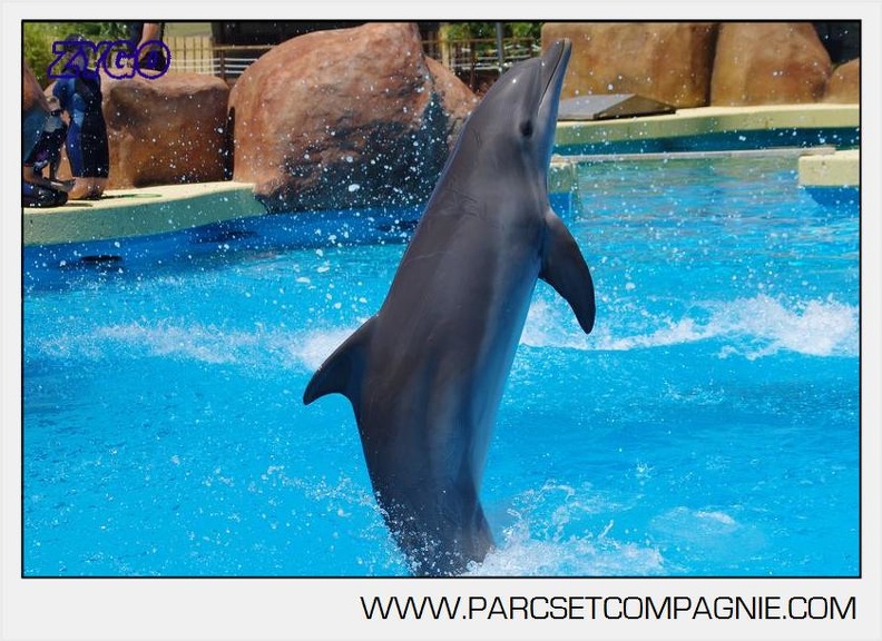 Marineland - Lagoon - Rencontre avec les dauphins - 6408