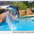 Marineland - Lagoon - Rencontre avec les dauphins - 6412
