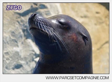 Marineland - Otaries - Portraits - 6628