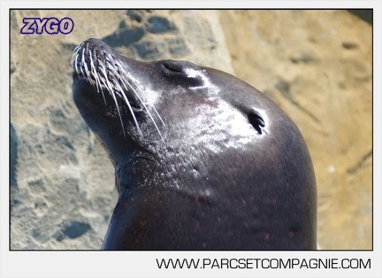 Marineland - Otaries - Portraits - 6629