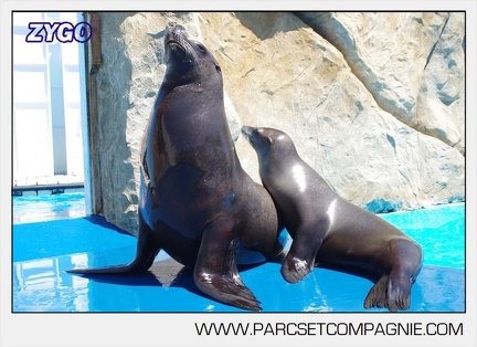 Marineland - Otaries - Portraits - 6630