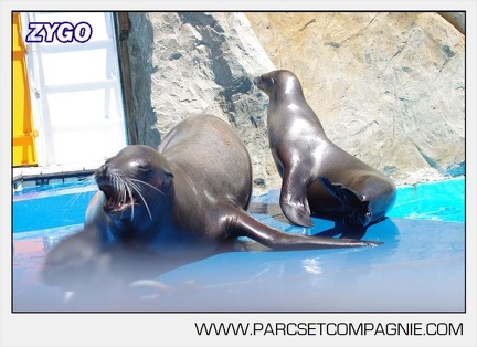 Marineland - Otaries - Portraits - 6631