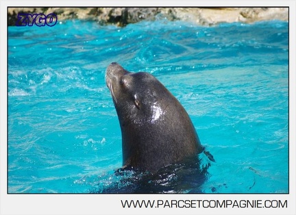 Marineland - Otaries - Portraits - 6632