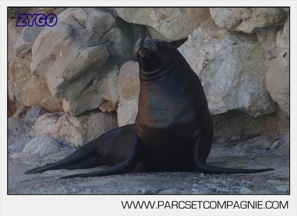 Marineland - Otaries - Portraits - 6634