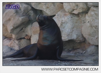 Marineland - Otaries - Portraits - 6635