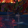 Marineland - Dauphins - Spectacle nocturne - 6926