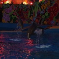 Marineland - Dauphins - Spectacle nocturne - 6927