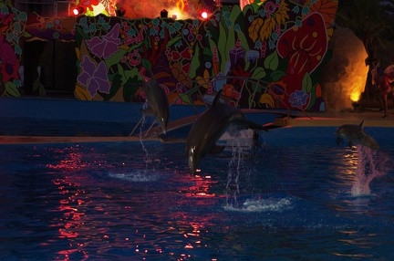 Marineland - Dauphins - Spectacle nocturne - 6927