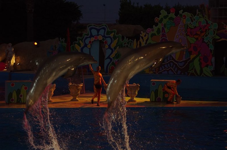 Marineland - Dauphins - Spectacle nocturne - 6929