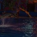 Marineland - Dauphins - Spectacle nocturne - 6934
