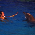 Marineland - Dauphins - Spectacle nocturne - 6936
