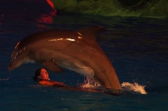 Marineland - Dauphins - Spectacle nocturne - 6937