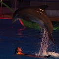 Marineland - Dauphins - Spectacle nocturne - 6938