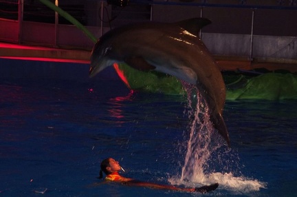 Marineland - Dauphins - Spectacle nocturne - 6938