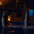 Marineland - Dauphins - Spectacle nocturne - 6940