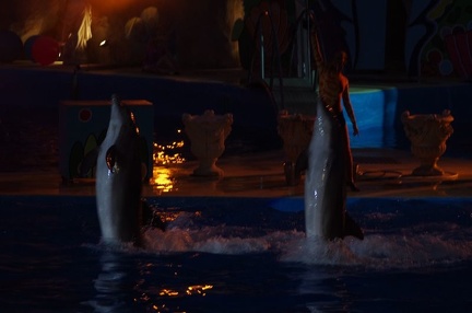 Marineland - Dauphins - Spectacle nocturne - 6940