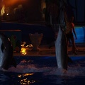 Marineland - Dauphins - Spectacle nocturne - 6941