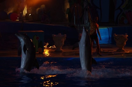 Marineland - Dauphins - Spectacle nocturne - 6941