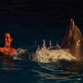 Marineland - Dauphins - Spectacle nocturne - 6962