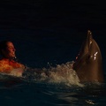 Marineland - Dauphins - Spectacle nocturne - 6963