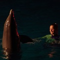 Marineland - Dauphins - Spectacle nocturne - 6964
