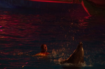 Marineland - Dauphins - Spectacle nocturne - 6966