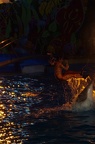Marineland - Dauphins - Spectacle nocturne - 6976