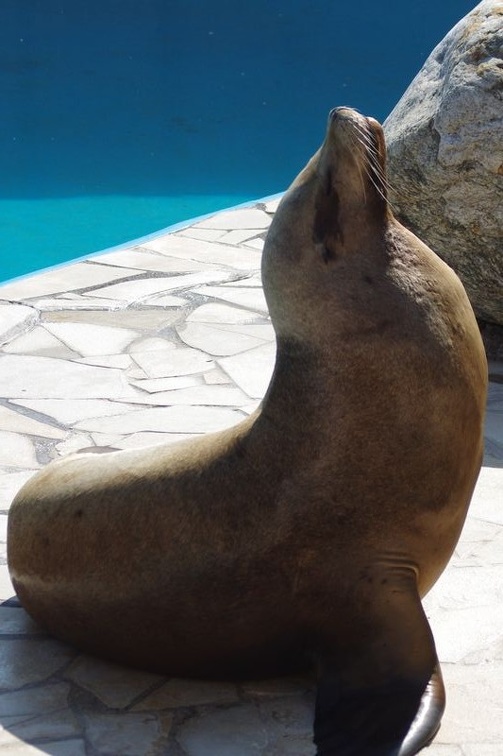 Marineland - Otaries - Portraits - 7087