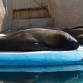 Marineland - Otaries - Portraits - 7089