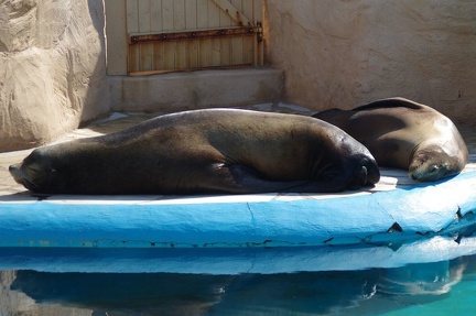 Marineland - Otaries - Portraits - 7089