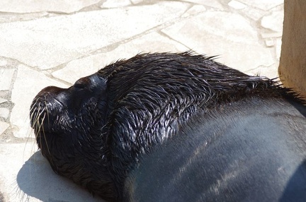 Marineland - Otaries - Portraits - 7090