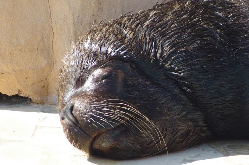 Marineland - Otaries - Portraits - 7091