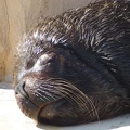 Marineland - Otaries - Portraits - 7091