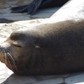 Marineland - Otaries - Portraits - 7092