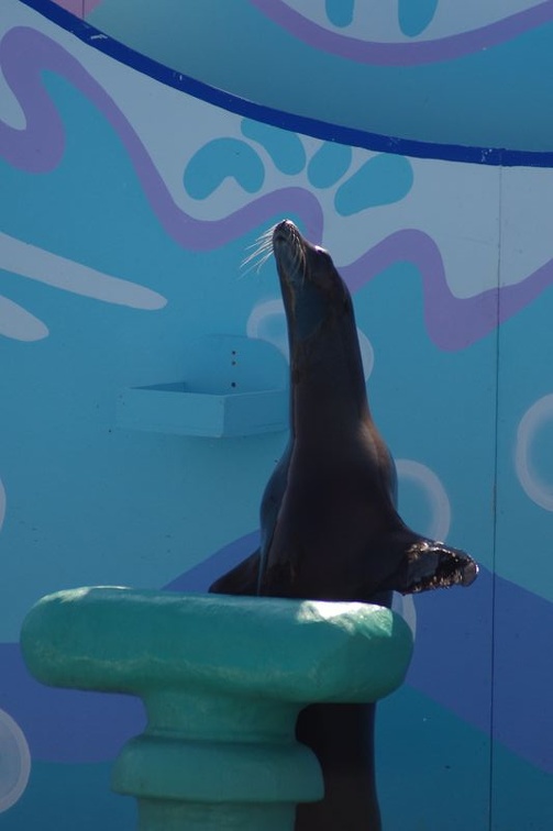 Marineland - Otaries - Spectacle - 7093