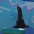 Marineland - Otaries - Spectacle - 7093