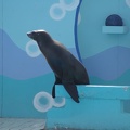 Marineland - Otaries - Spectacle - 7098