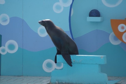 Marineland - Otaries - Spectacle - 7098